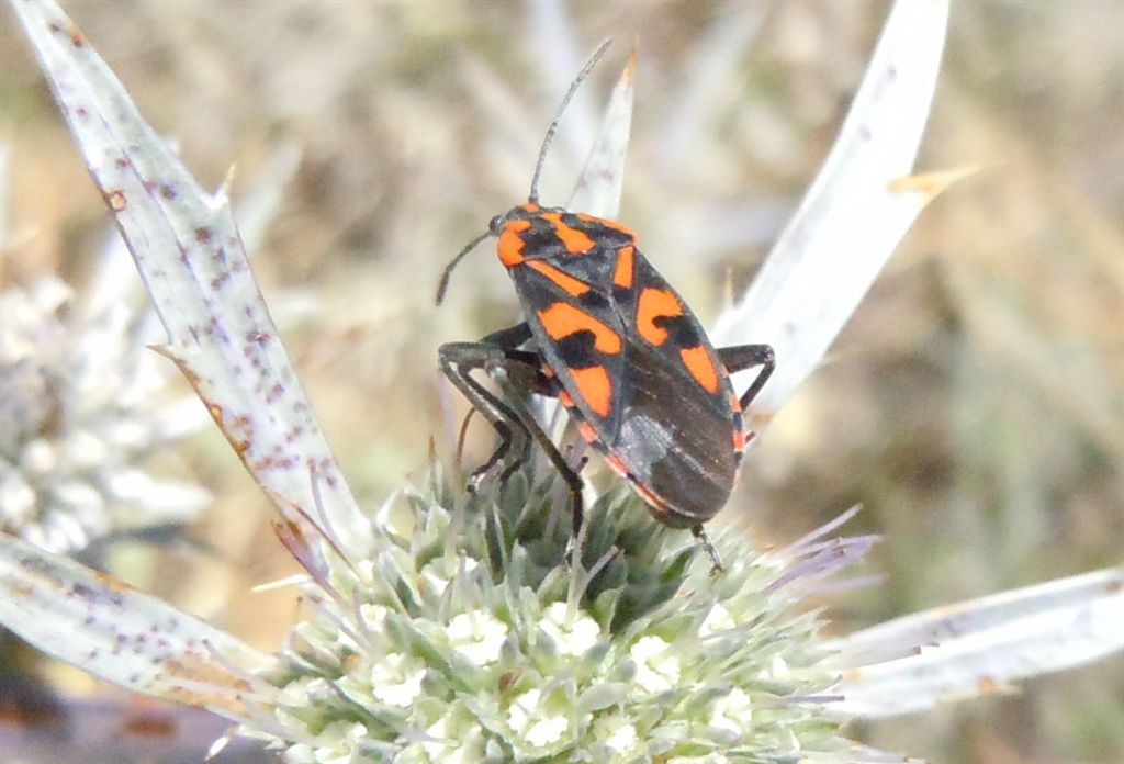 Lygaeidae: Spilostethus saxatilis dell''Abruzzo (AQ)